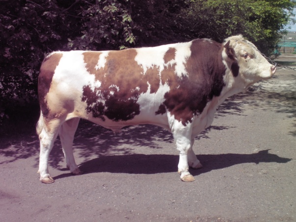 РОМАНС  11511  КСС-1587